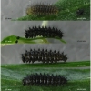 bol dia larva2 volg
